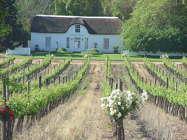 Vignoble de Stellenbosch