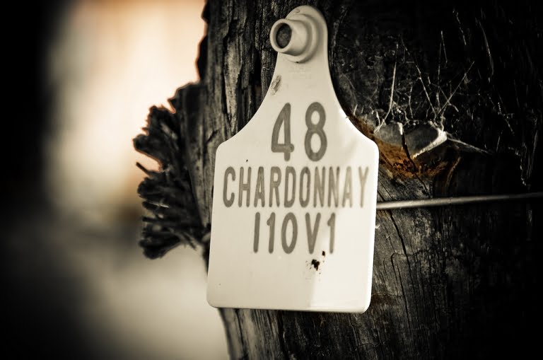Le Chardonnay et ses origines bourguignonnes