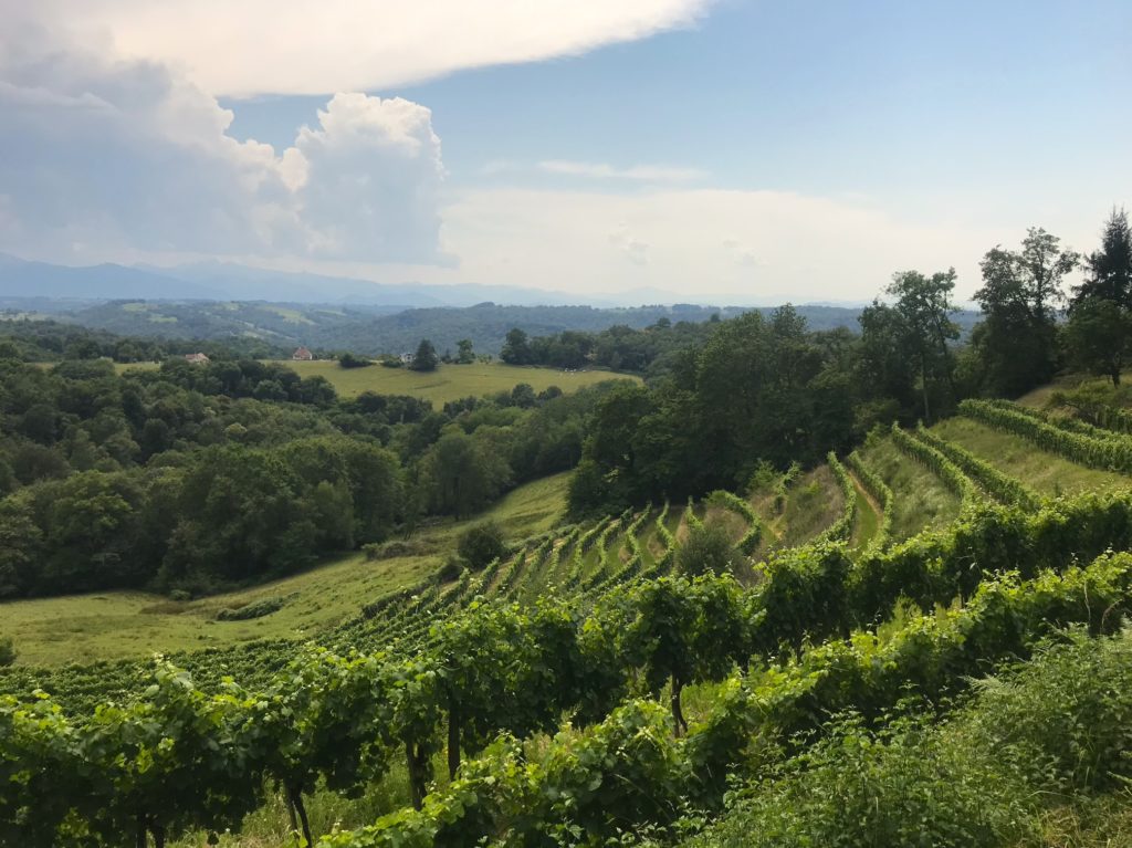 vignes dans les pyreenees