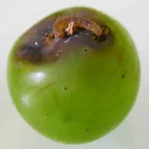 ver dans un raisin