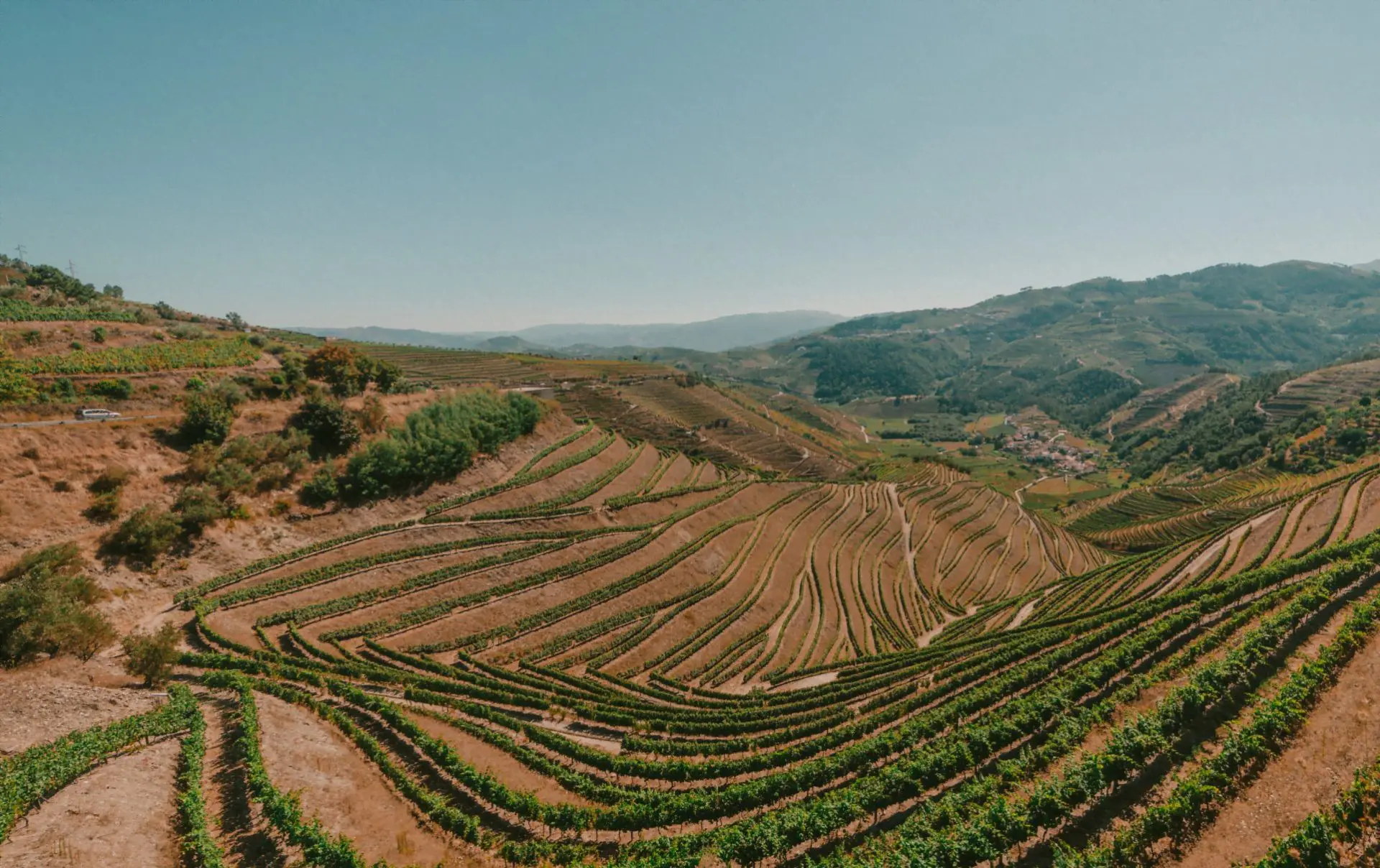 vignes region du haut douro