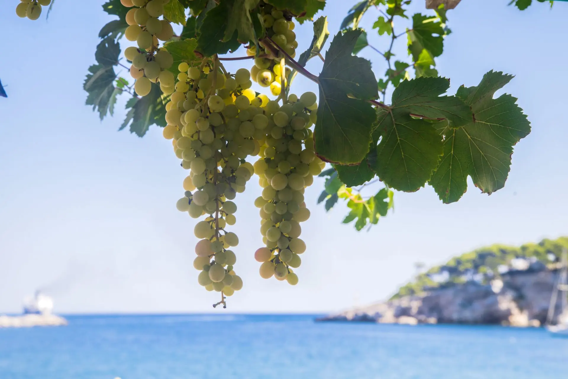grappe de raisins en grece
